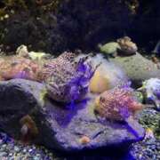 ヒメ日記 2026/06/14 04:14 投稿 藤森粧子(ふじもりしょうこ) 五十路マダムエクスプレス厚木店(カサブランカグループ)