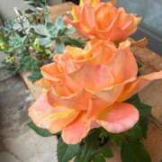 ヒメ日記 2025/10/13 20:02 投稿 みおり 完熟ばなな神戸・三宮店