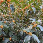 ヒメ日記 2025/11/05 10:22 投稿 みおり 完熟ばなな神戸・三宮店