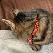 ヒメ日記 2025/11/15 09:21 投稿 みおり 完熟ばなな神戸・三宮店