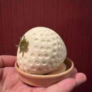すず おっきい🍓 お姉さんSelect
