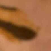 ヒメ日記 2025/10/04 11:11 投稿 らん フェチクラブ