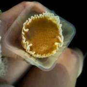 ヒメ日記 2025/11/22 04:19 投稿 Saya【サヤ】 ピンクコレクション大阪キタ店