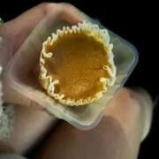 ヒメ日記 2025/11/22 04:22 投稿 Saya【サヤ】 ピンクコレクション尼崎店