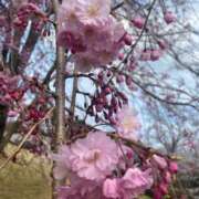 ヒメ日記 2026/04/13 19:14 投稿 めみ One More奥様　八王子店