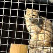 ヒメ日記 2026/01/27 16:51 投稿 さな Welcome Cafe(ウェルカムカフェ) 吉祥寺店