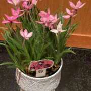 ヒメ日記 2026/02/23 09:36 投稿 渚　結月(なぎさゆづき) 九州熟女　熊本店