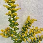 ヒメ日記 2026/03/08 08:06 投稿 渚　結月(なぎさゆづき) 九州熟女　熊本店