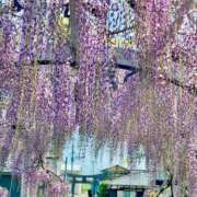ヒメ日記 2026/04/19 09:46 投稿 渚　結月(なぎさゆづき) 九州熟女　熊本店