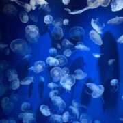 ヒメ日記 2025/08/31 12:22 投稿 Miiko(みいこ） AMATERAS(アマテラス)(福山)