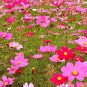 ヒメ日記 2025/11/06 07:09 投稿 りあな 松戸人妻 MAD熟女