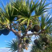 ヒメ日記 2026/01/16 10:18 投稿 ゆき 五十路有閑マダム～沖縄店～