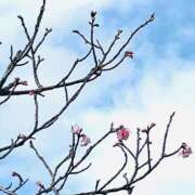 ヒメ日記 2026/01/23 11:18 投稿 ゆき 五十路有閑マダム～沖縄店～