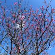 ヒメ日記 2026/02/07 10:12 投稿 ゆき 五十路有閑マダム～沖縄店～