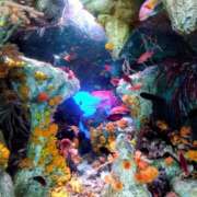 つばき 久々の出勤でござる🥺 五反田みるみる(ユメオト)