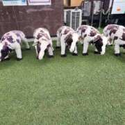 ひとみ 雨…😢 熟女の風俗最終章 新潟店