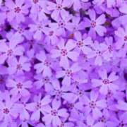 ヒメ日記 2025/11/10 00:33 投稿 今泉 モアグループ大宮人妻花壇