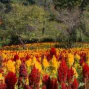 ヒメ日記 2025/11/19 23:48 投稿 今泉 モアグループ大宮人妻花壇