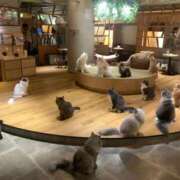 ヒメ日記 2025/11/20 00:03 投稿 今泉 モアグループ大宮人妻花壇