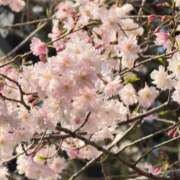 ヒメ日記 2026/03/29 20:22 投稿 まゆり 完全密室 無抵抗