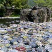 ヒメ日記 2025/08/23 15:05 投稿 あさき 熟女家 豊中蛍池店