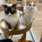 ヒメ日記 2025/08/25 12:31 投稿 あさき 熟女家 豊中蛍池店