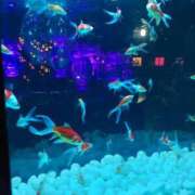 けい お礼♪ 熟女の風俗最終章 錦糸町店