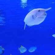 ヒメ日記 2025/09/16 07:42 投稿 えりる ちゃんこ藤沢茅ヶ崎店