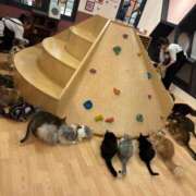 ヒメ日記 2026/01/17 19:21 投稿 橘花まひな お姉さんCLUB