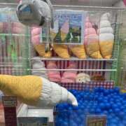 ヒメ日記 2026/01/23 14:33 投稿 橘花まひな お姉さんCLUB