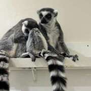 ヒメ日記 2026/03/21 11:19 投稿 橘花まひな お姉さんCLUB