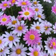 あず あず🩷 熟女総本店 堺東店