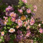 ヒメ日記 2025/12/04 12:01 投稿 あず 熟女総本店 堺東店