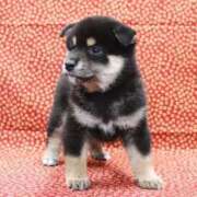 ヒメ日記 2026/03/01 21:57 投稿 ゆう モアグループ神栖人妻花壇