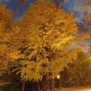 大和 今日の🍁〇〇〇公園⛲️  ̖́-～ 熟女の風俗最終章　鶯谷店