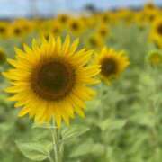 ゆうり 待機中🌻*.ﾟ #舐め犬　大宮店