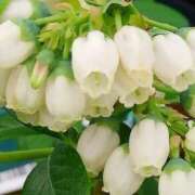 ヒメ日記 2025/08/21 08:57 投稿 ちはな 完熟ばなな 立川