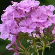 ヒメ日記 2025/08/24 09:07 投稿 ちはな 完熟ばなな 立川