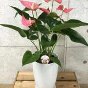 ヒメ日記 2025/08/25 09:27 投稿 ちはな 完熟ばなな 立川