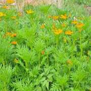 ヒメ日記 2025/08/27 11:47 投稿 ちはな 完熟ばなな 立川