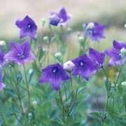 ヒメ日記 2025/08/28 11:57 投稿 ちはな 完熟ばなな 立川