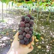 ヒメ日記 2025/08/29 11:47 投稿 ちはな 完熟ばなな 立川