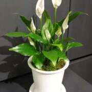 ヒメ日記 2025/08/30 08:27 投稿 ちはな 完熟ばなな 立川