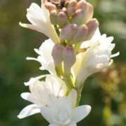 ヒメ日記 2025/09/02 09:17 投稿 ちはな 完熟ばなな 立川