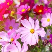 ヒメ日記 2025/09/03 08:17 投稿 ちはな 完熟ばなな 立川