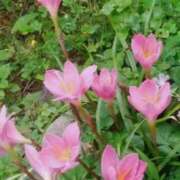 ヒメ日記 2025/09/08 09:47 投稿 ちはな 完熟ばなな 立川