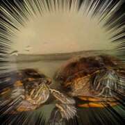 ヒメ日記 2025/09/16 13:37 投稿 ちはな 完熟ばなな 立川