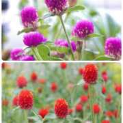 ヒメ日記 2025/09/22 09:05 投稿 ちはな 完熟ばなな 立川