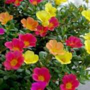 ヒメ日記 2025/09/26 07:57 投稿 ちはな 完熟ばなな 立川