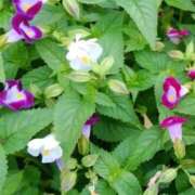 ヒメ日記 2025/09/27 09:17 投稿 ちはな 完熟ばなな 立川